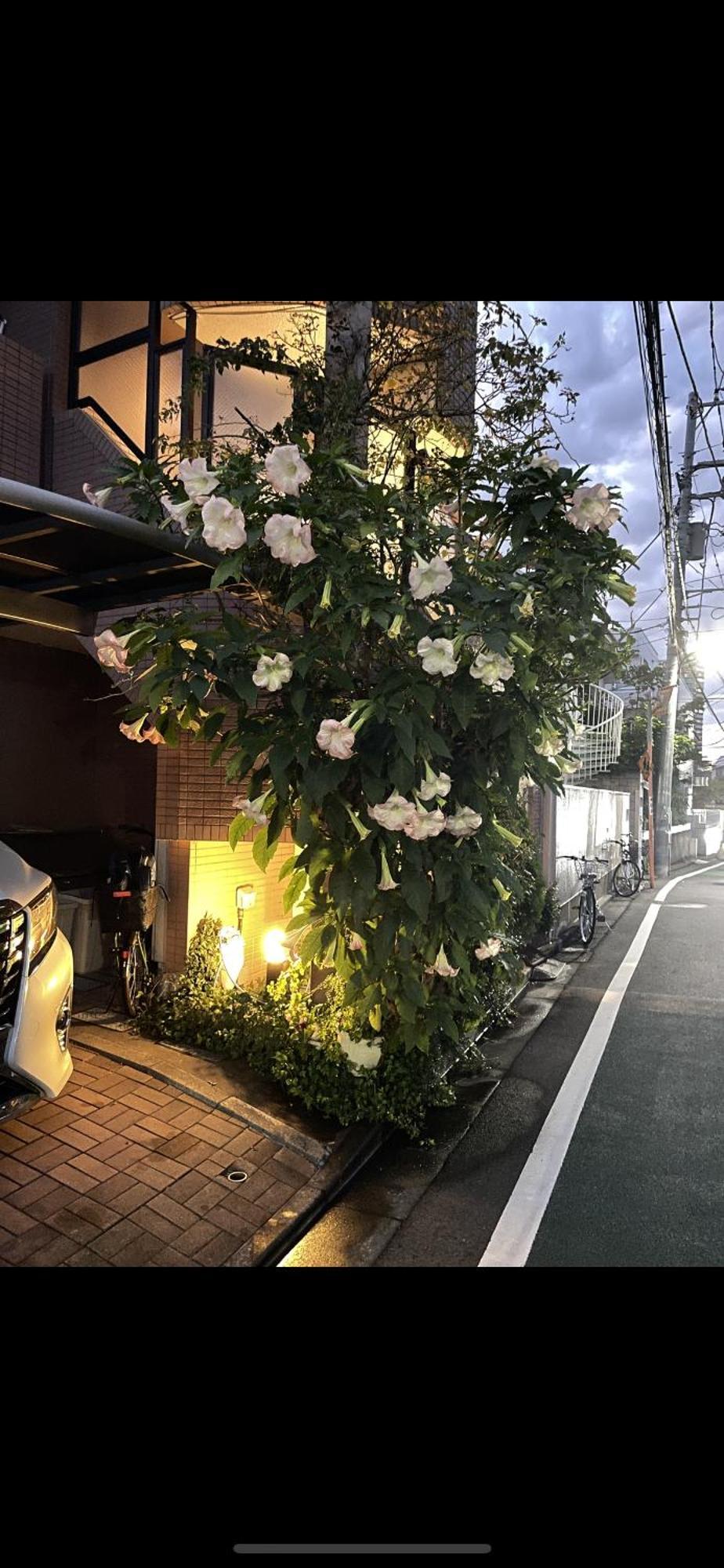 新宿安靜の家-A Quiet Home In Shinjuku - A 26 Square Meter Double Bed Room That Feels Like Home Tōkyō Extérieur photo