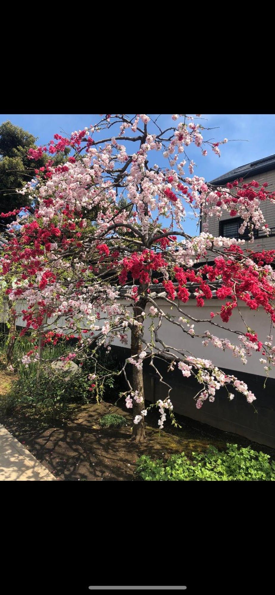 新宿安靜の家-A Quiet Home In Shinjuku - A 26 Square Meter Double Bed Room That Feels Like Home Tōkyō Extérieur photo